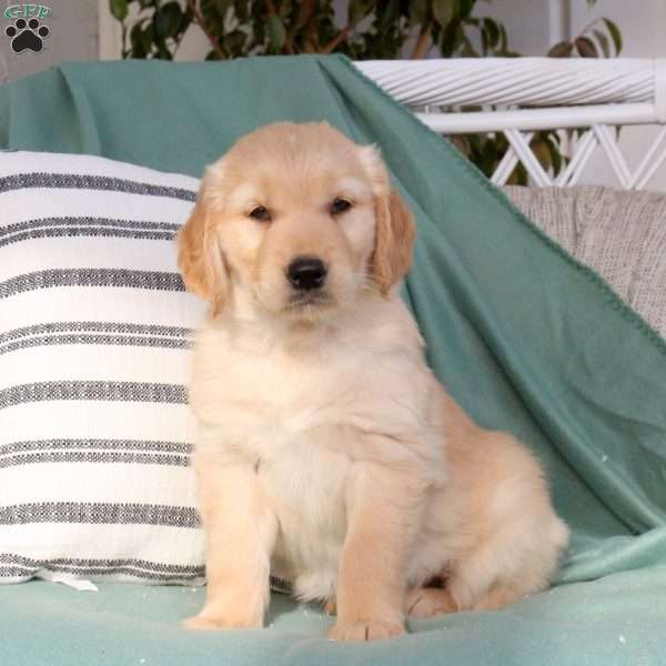 Quinta, Golden Retriever Puppy