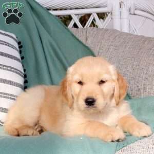 Quinta, Golden Retriever Puppy