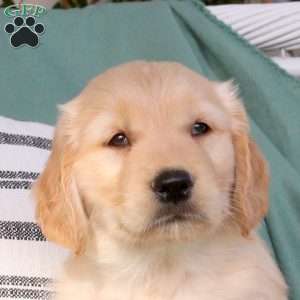 Quinta, Golden Retriever Puppy