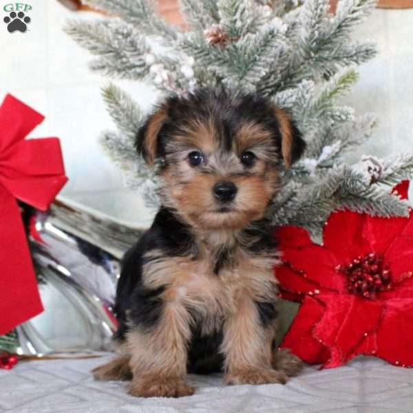 Quinton, Yorkie Puppy