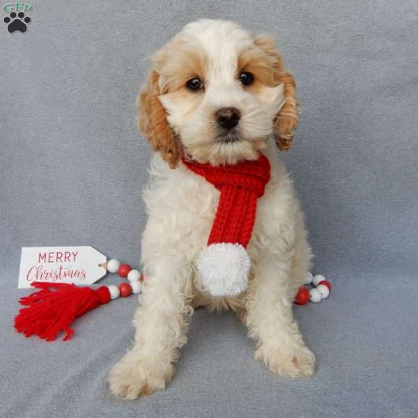 Jada, Cockapoo Puppy