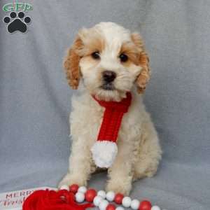 Jada, Cockapoo Puppy