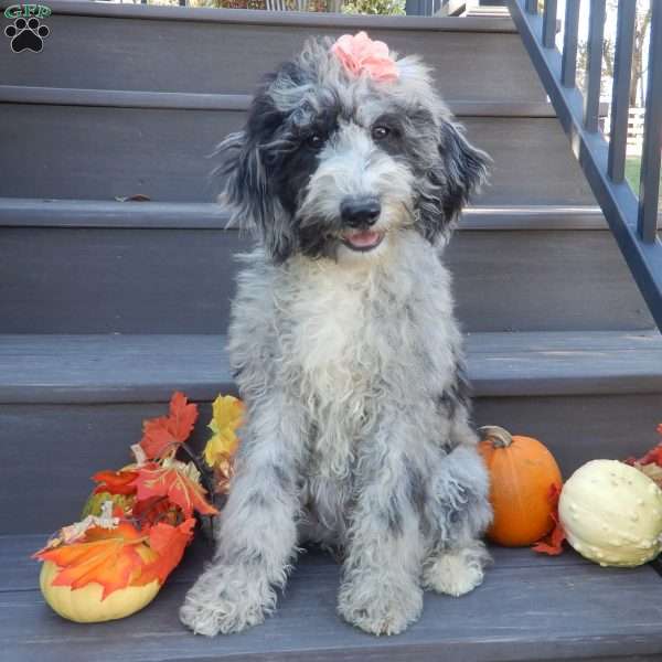 Millie, Mini Sheepadoodle Puppy