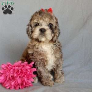 Bella, Cockapoo Puppy