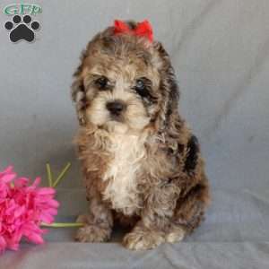 Bella, Cockapoo Puppy