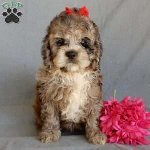 Bella, Cockapoo Puppy