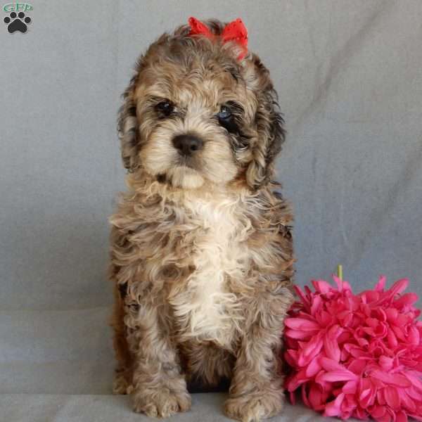 Bella, Cockapoo Puppy