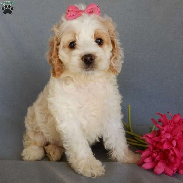 Jada, Cockapoo Puppy