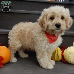 Lenny, Cockapoo Puppy