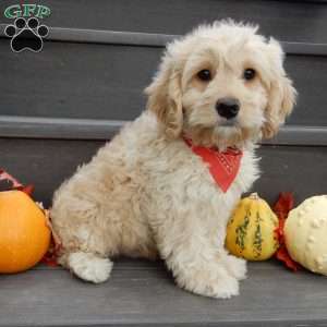 Lenny, Cockapoo Puppy