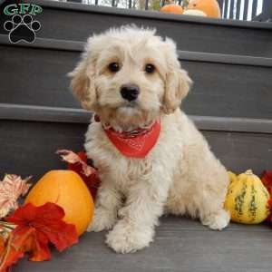 Lenny, Cockapoo Puppy