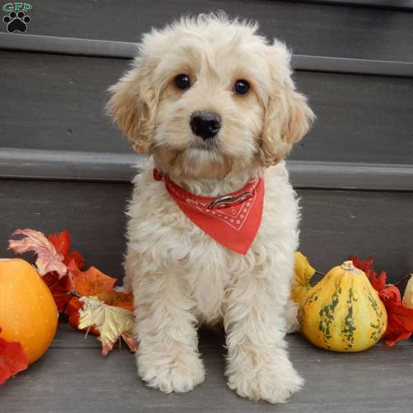 Lenny, Cockapoo Puppy