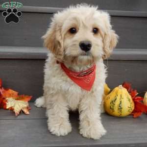 Lenny, Cockapoo Puppy