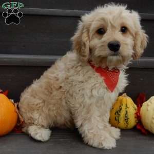 Lenny, Cockapoo Puppy