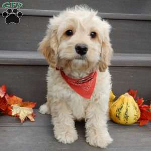 Lenny, Cockapoo Puppy