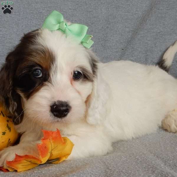 Princess, Cockapoo Puppy