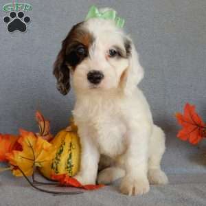 Princess, Cockapoo Puppy