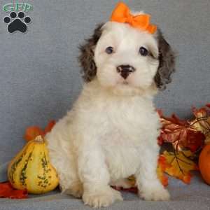 Cockapoo Puppies for Sale - Greenfield Puppies
