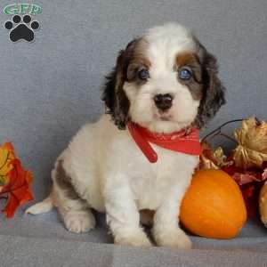 Flash, Cockapoo Puppy