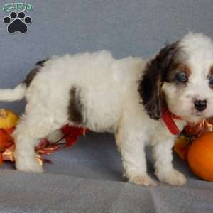 Flash, Cockapoo Puppy