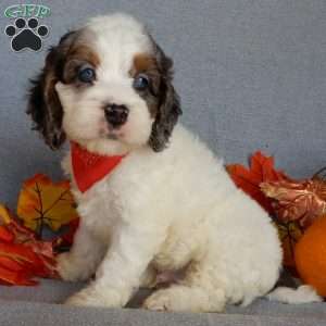 Flash, Cockapoo Puppy