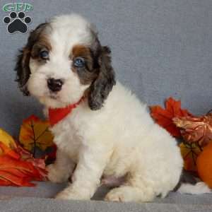 Flash, Cockapoo Puppy