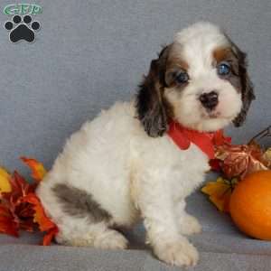 Flash, Cockapoo Puppy