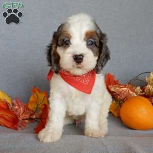 Flash, Cockapoo Puppy