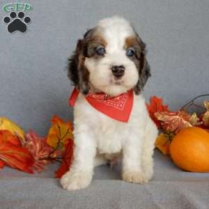 Flash, Cockapoo Puppy