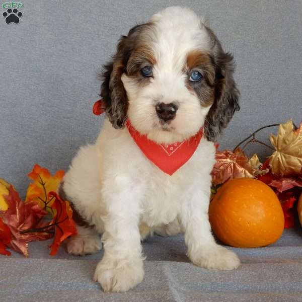 Flash, Cockapoo Puppy