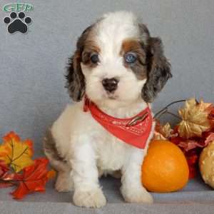 Flash, Cockapoo Puppy