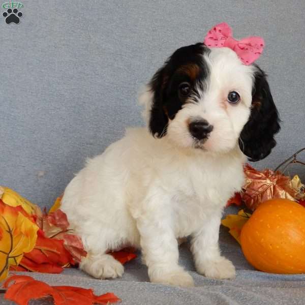 Snoopy, Cockapoo Puppy