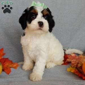 Minnie, Cockapoo Puppy