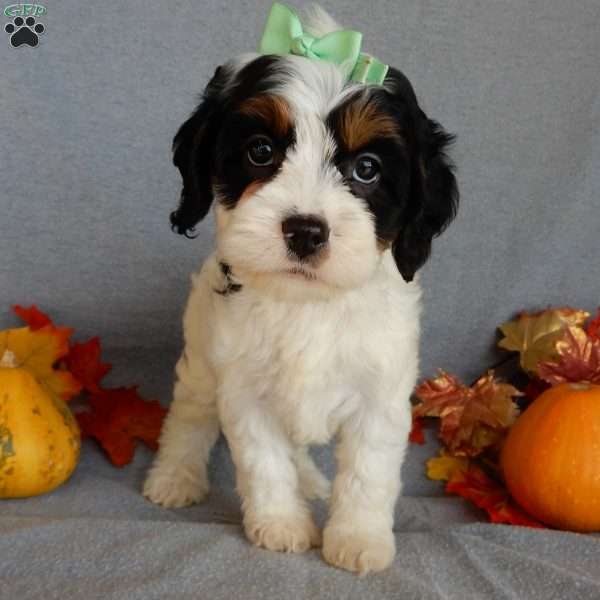 Minnie, Cockapoo Puppy