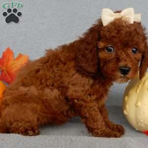 Dolly, Cavapoo Puppy