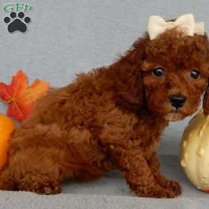 Dolly, Cavapoo Puppy