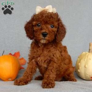 Dolly, Cavapoo Puppy