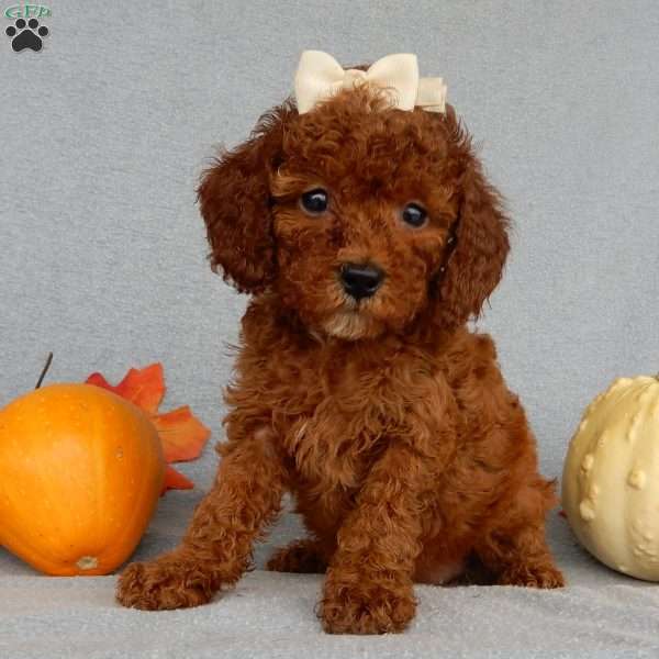 Dolly, Cavapoo Puppy