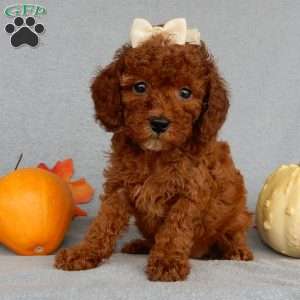 Dolly, Cavapoo Puppy