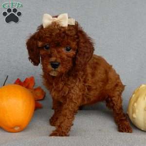 Dolly, Cavapoo Puppy