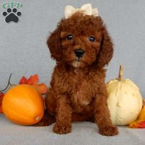 Dolly, Cavapoo Puppy