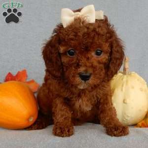 Dolly, Cavapoo Puppy