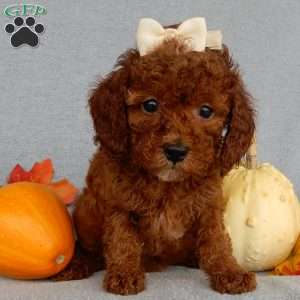 Dolly, Cavapoo Puppy