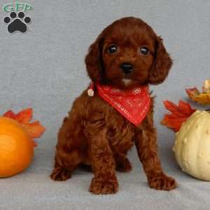 Zeke, Cavapoo Puppy