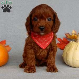 Zeke, Cavapoo Puppy