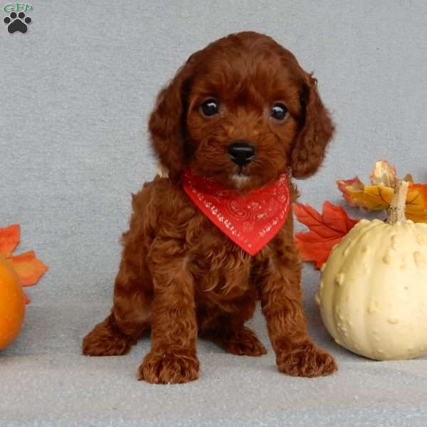 Zeke, Cavapoo Puppy