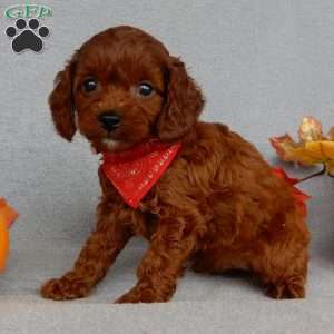 Zeke, Cavapoo Puppy