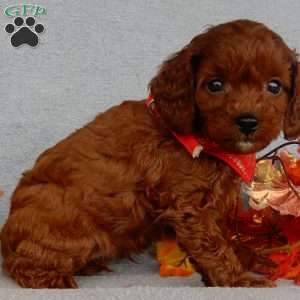 Zeke, Cavapoo Puppy