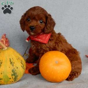 Zeke, Cavapoo Puppy