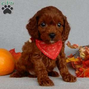 Zeke, Cavapoo Puppy